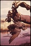 Duck killed by polluted pond, Utah, 1974, Bruce McAllister