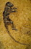 Ida fossil, Darwinius masillae