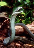 Black mamba (Dendroaspis polylepis)