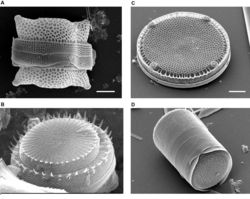 Diatomáceas centrais (microscópio de varrimento): A. Biddulphia, B. Stephanodiscus, C. Eupodiscus, D. Melosira.