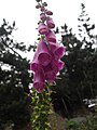 Foxglove, Digitalis purpurea, at lac de l'Oule (1,815 m)