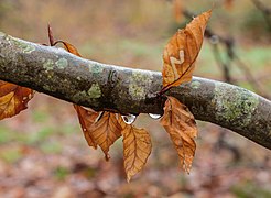 Feuilles de hêtre fanées après une pluie de mars.