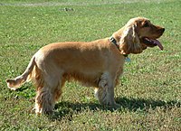 Orange English Cocker Spaniel, recently trimmed