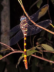 female