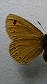 Erebia oeme underside ♀