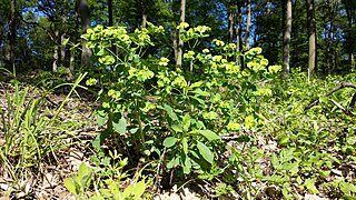 Euphorbia amygdaloides, euphorbe des bois