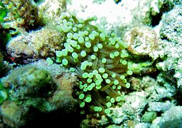 Une colonie de corail-flambeau (Euphyllia glabrescens)