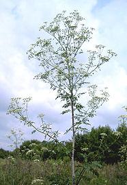 Vertically growing specimen