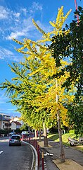 Trois Ginkgos alignés en automne.