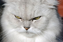 A light grey cat appearing to furrow its brow