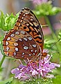 Adult, ventral view of wings.