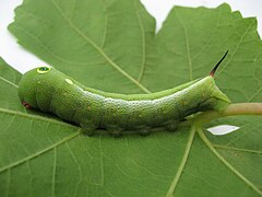 Chenille verte.