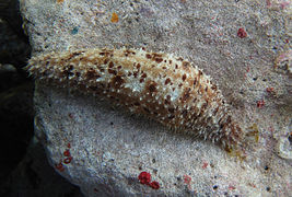 Holothuria pardalis