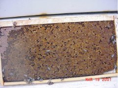 Langstroth frame of honeycomb with honey in the upper left and pollen in most of the rest of the cells