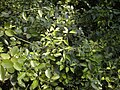 J. didymum subsp. didymum foliage.