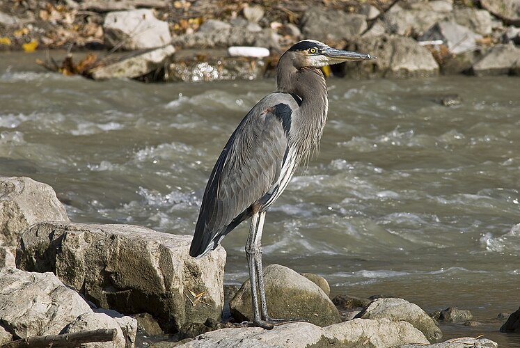 Большая голубая цапля (Ardea herodias)