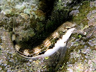 Адриатическая морская собачка (Microlipophrys adriaticus)