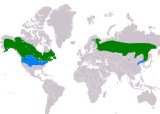 Aire de répartition du Bec-croisé bifascié