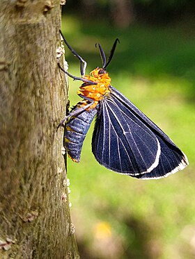 Melanchroia chephise (Stoll, 1782). O gênero Melanchroia contém espécies diurnas de mariposas da família Geometridae.[1]