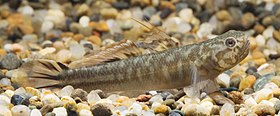 Mugilogobius abei