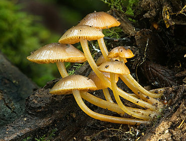 Mycena leaiana