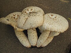 Lentin écailleux (Neolentinus lepideus) — Gloeophyllales