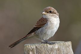 Oiseau gris clair, au dessus brun à roux, posé sur un piquet en bois.