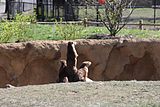 A North American river otter display opened in 2011.