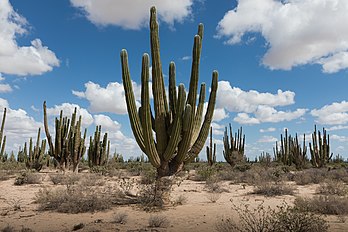 Floresta de cacto-gigante-mexicano (Pachycereus pringlei) no deserto de Sonora, Sonora. É uma espécie de cacto grande nativa do noroeste do México. Uma relação simbiótica com colônias de bactérias e fungos, em suas raízes, permite que o cacto-gigante-mexicano cresça em rocha nua, mesmo onde não há solo disponível; o cacto tem a distinção de ser litofítico conforme necessário. As colônias bacterianas da raiz podem fixar o nitrogênio do ar e quebrar a rocha para expor fontes ocultas de nutrientes. O cacto evoluiu até mesmo para manter essa bactéria simbiótica dentro de suas sementes, servindo para se beneficiar ao incorporá-la como parte de sua própria biologia física. (definição 6 720 × 4 480)