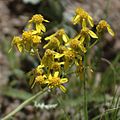 Fendler's ragwort, San Pedro Parks