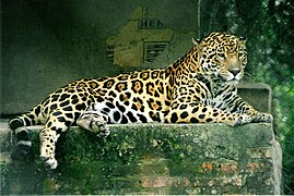 Jaguar (Panthera Onca)