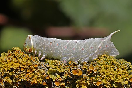 Laothoe populi larva, by Charlesjsharp