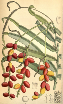 Pothos repens ilustração publicada em 1900.[1]