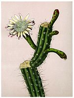 Praecereus euchlorus