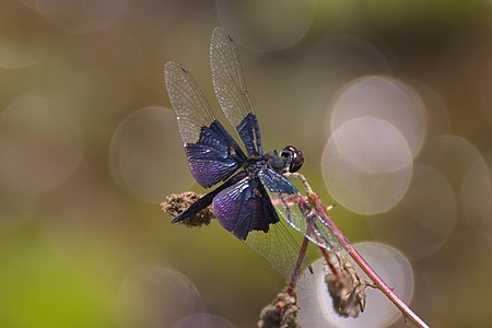 Rhyothemis triangularis male