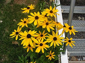 Rudbeckia Pradaria