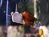 a freshwater snail in aquarium showing its foot