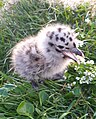 Great black-backed gull chick