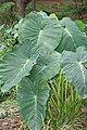 Image 49The taro (saonjo in Malagasy) is, according to an old Malagasy proverb, "the elder of the rice" (Ny saonjo no zokin'ny vary), and was also a staple diet for the proto-Austronesians (from History of Madagascar)