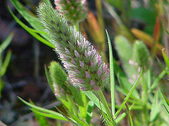 Trèfle à feuilles étroites Trifolium angustifolium