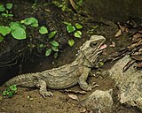 Tuatara.