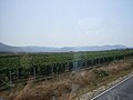 Vignes près de Mostar