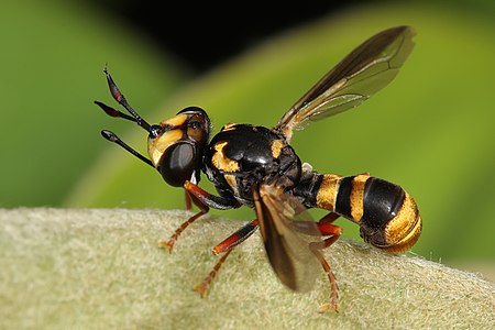 Wasp-mimicking hover fly, by Fir0002