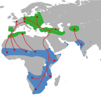 Distribución e rutas      Cría      Inverno