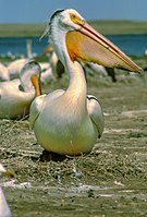 Adults on their nests, already in nonbreeding plumage (note dark nape)