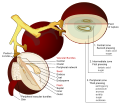 Image 4Anatomy of a grape, showing the components extracted from each pressing (from Winemaking)