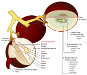 File:Wine grape diagram en.svg