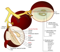 File:Wine grape diagram en.svg (2011-06-11)