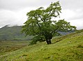 The Last Ent of Affric, Glen Affric (2022)[51]