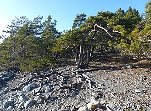 Strandtallskog